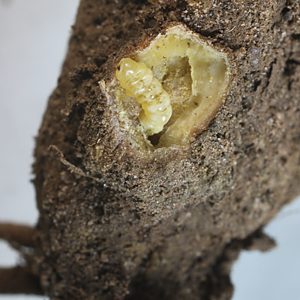 Ethonion cf. reichei, PL2546A, larva, in Pultenaea largiflorens root crown gall, SL